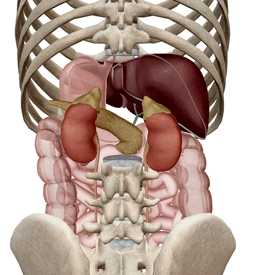 adrenal glands pancreas endocrine cortisol visiblebody